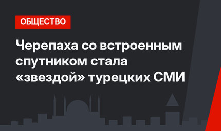 Черепаха со встроенным спутником стала «звездой» турецких СМИ