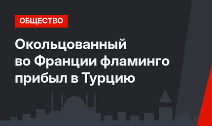 Окольцованный во Франции фламинго прибыл в Турцию