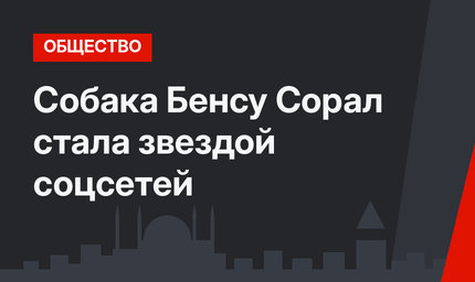 Собака Бенсу Сорал стала звездой соцсетей