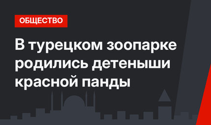 В турецком зоопарке родились детеныши красной панды