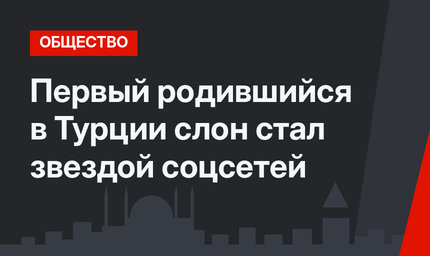 Первый родившийся в Турции слон стал звездой соцсетей