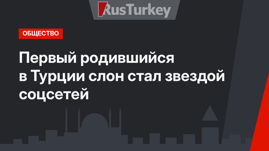 Первый родившийся в Турции слон стал звездой соцсетей