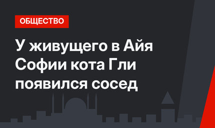 У живущего в Айя Софии кота Гли появился сосед
