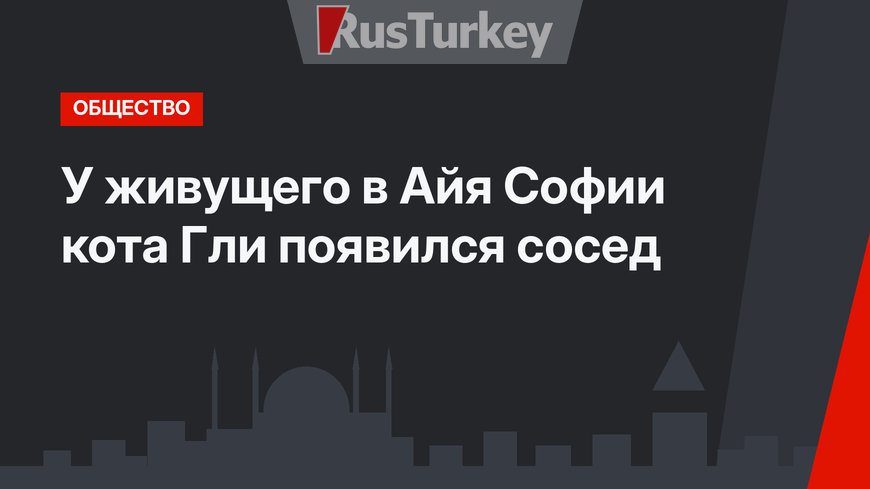 У живущего в Айя Софии кота Гли появился сосед