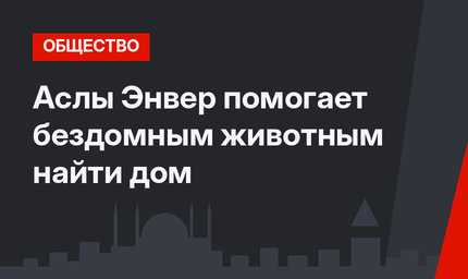 Аслы Энвер помогает бездомным животным найти дом