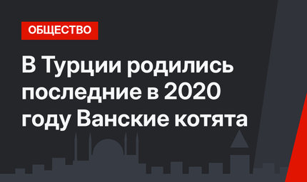 В Турции родились последние в 2020 году Ванские котята