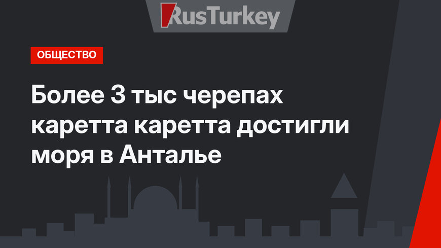 Более 3 тыс черепах каретта каретта достигли моря в Анталье