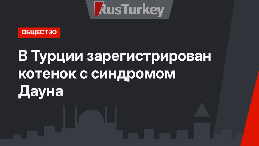 В Турции зарегистрирован котенок с синдромом Дауна