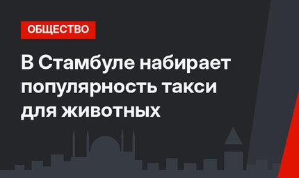 В Стамбуле набирает популярность такси для животных