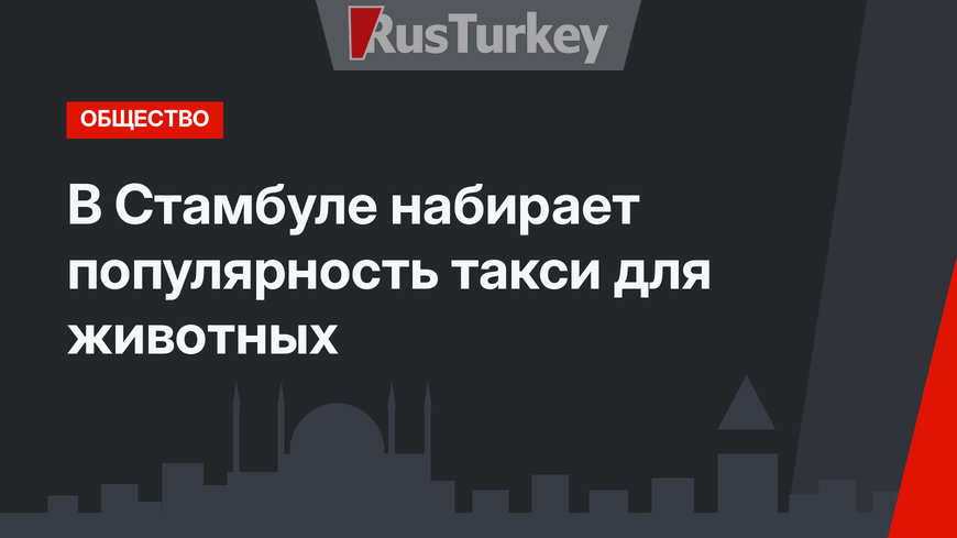 В Стамбуле набирает популярность такси для животных