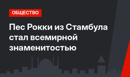 Пес Рокки из Стамбула стал всемирной знаменитостью