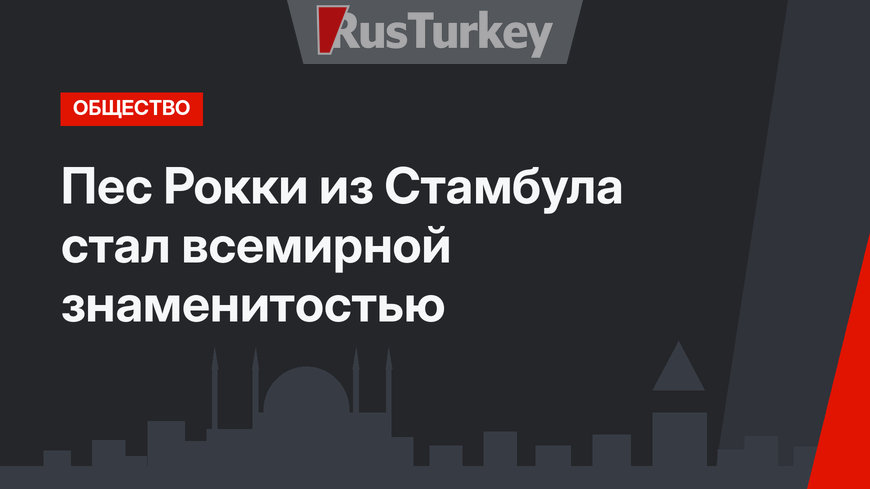Пес Рокки из Стамбула стал всемирной знаменитостью
