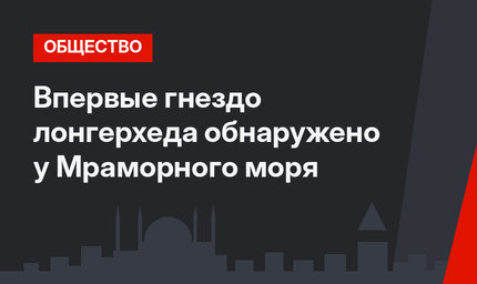 Впервые гнездо лонгерхеда обнаружено у Мраморного моря