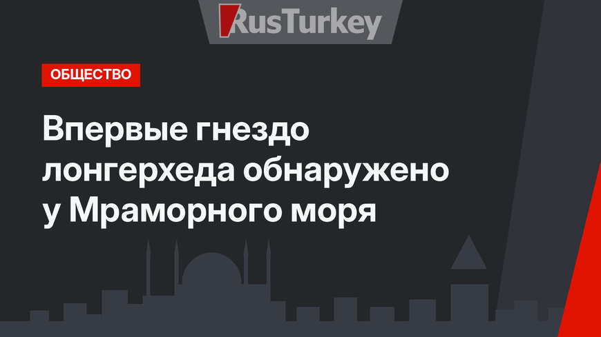Впервые гнездо лонгерхеда обнаружено у Мраморного моря