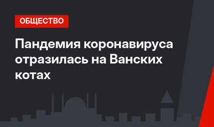 Пандемия коронавируса отразилась на Ванских котах