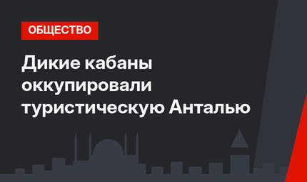 Дикие кабаны оккупировали туристическую Анталью