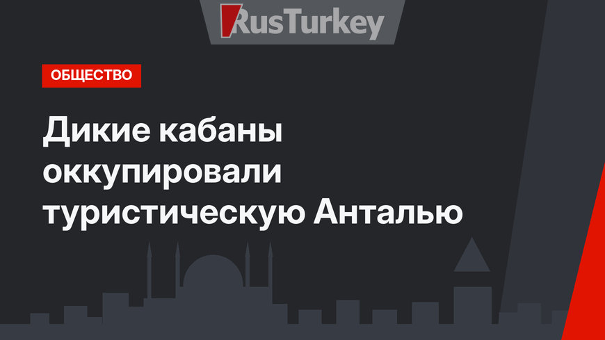 Дикие кабаны оккупировали туристическую Анталью