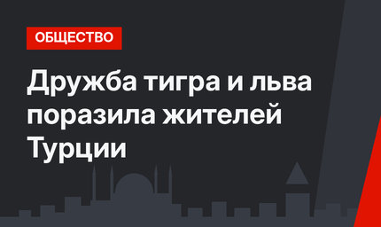 Дружба тигра и льва поразила жителей Турции