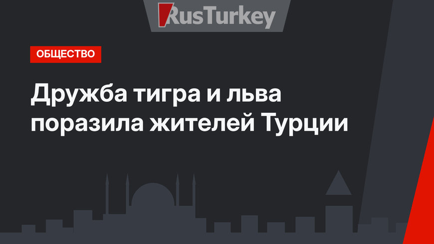 Дружба тигра и льва поразила жителей Турции
