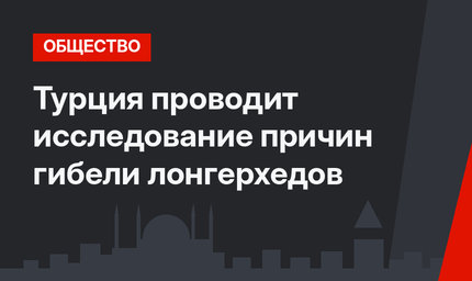 Турция проводит исследование причин гибели лонгерхедов