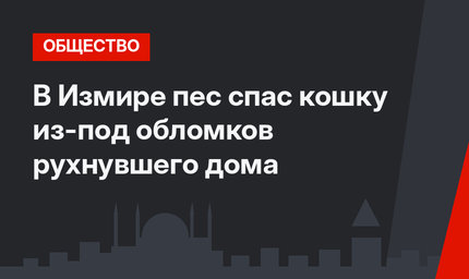 В Измире пес спас кошку из-под обломков рухнувшего дома