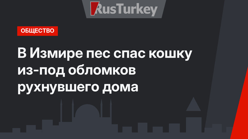 В Измире пес спас кошку из-под обломков рухнувшего дома