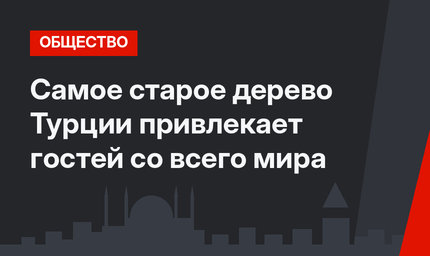 Самое старое дерево Турции привлекает гостей со всего мира