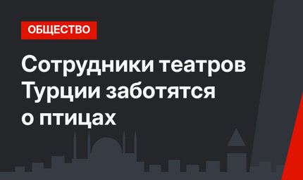 Сотрудники театров Турции заботятся о птицах