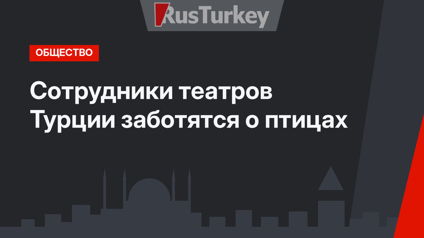Сотрудники театров Турции заботятся о птицах