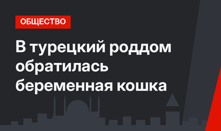 В турецкий роддом обратилась беременная кошка