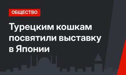 Турецким кошкам посвятили выставку в Японии