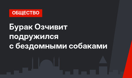 Бурак Озчивит подружился с бездомными собаками