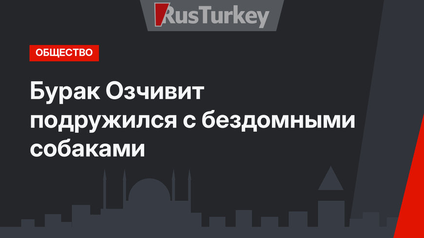 Бурак Озчивит подружился с бездомными собаками