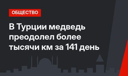 В Турции медведь преодолел более тысячи км за 141 день