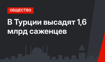 В Турции высадят 1,6 млрд саженцев