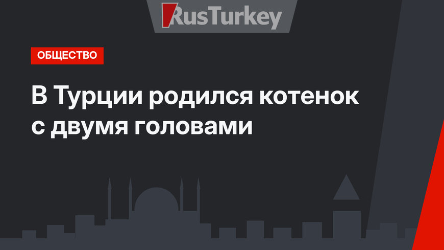 В Турции родился котенок с двумя головами