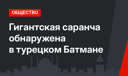 Гигантская саранча обнаружена в турецком Батмане