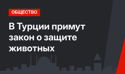 В Турции примут закон о защите животных