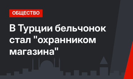 В Турции бельчонок стал "охранником магазина"
