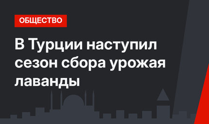   В Турции наступил сезон сбора урожая лаванды