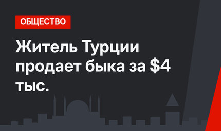 Житель Турции продает быка за $4 тыс.