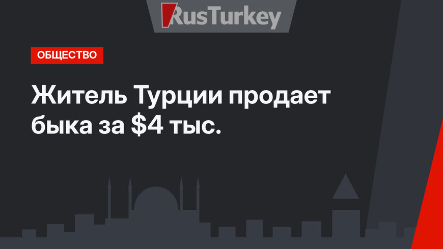 Житель Турции продает быка за $4 тыс.