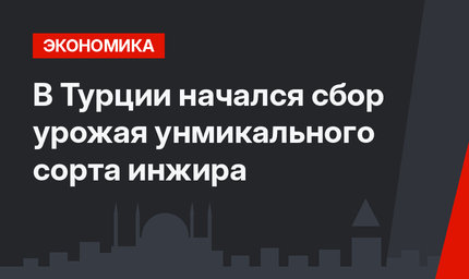 В Турции начался сбор урожая унмикального сорта инжира
