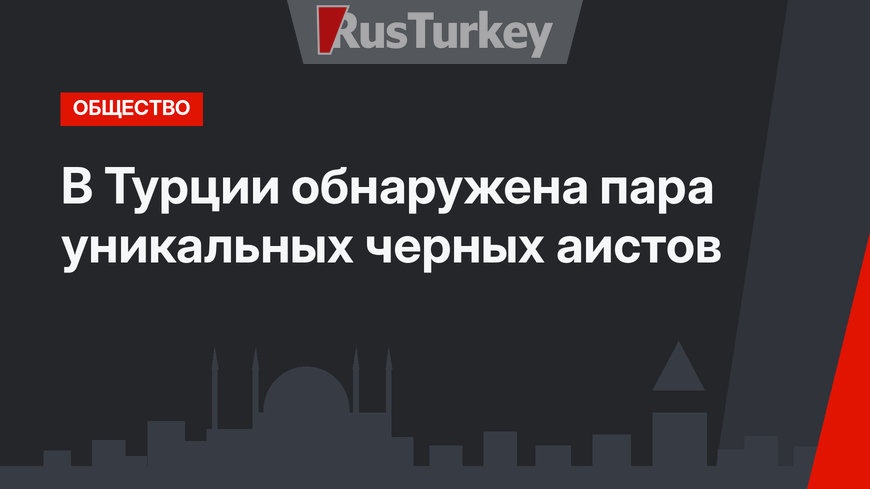  В Турции обнаружена пара уникальных черных аистов