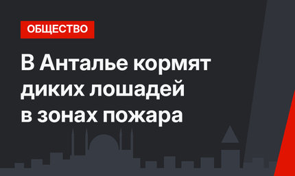 В Анталье кормят диких лошадей в зонах пожара