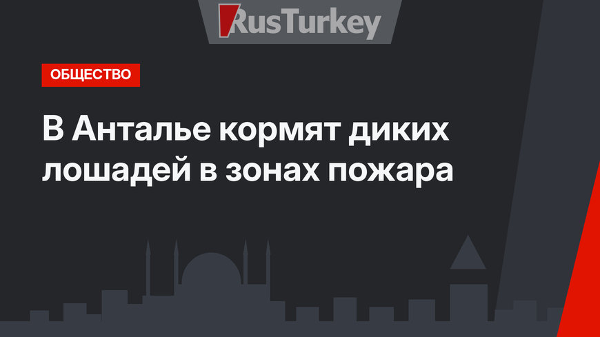 В Анталье кормят диких лошадей в зонах пожара