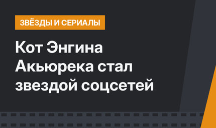 Кот Энгина Акьюрека стал звездой соцсетей