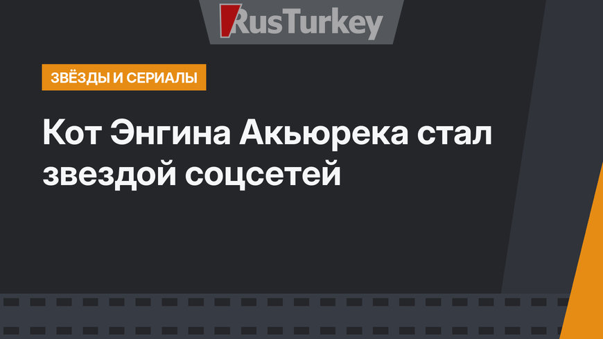 Кот Энгина Акьюрека стал звездой соцсетей