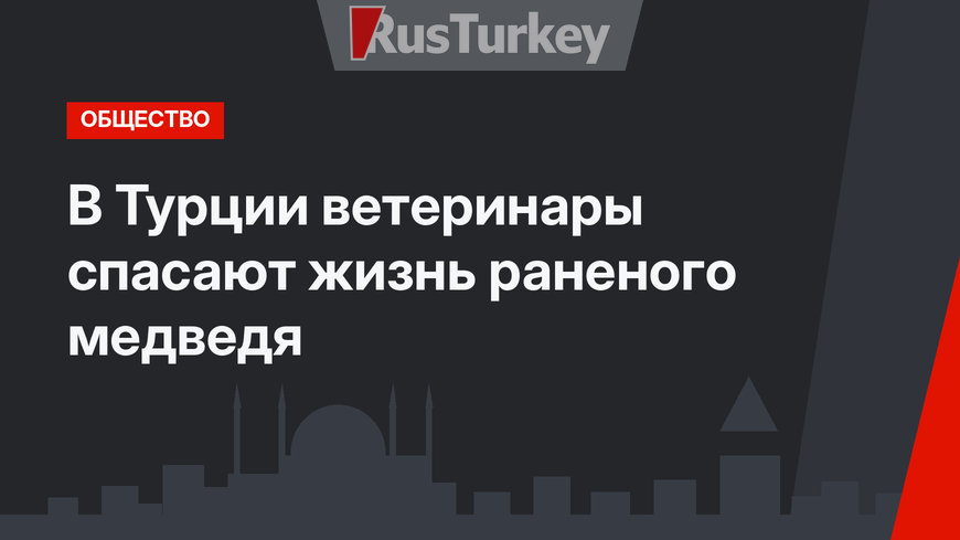 В Турции ветеринары спасают жизнь раненого медведя