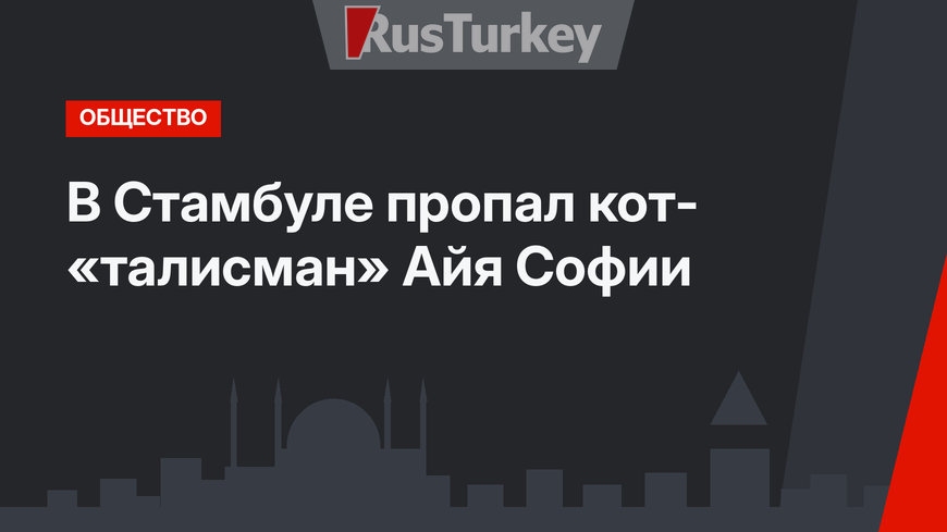 В Стамбуле пропал кот- «талисман» Айя Софии